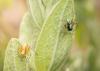 Oxyopes nigripalpis